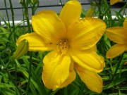 カートホイールズ001