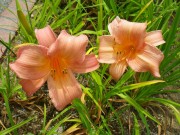 チッパーチェリー001