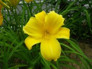 パトリオット002