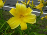 マリートッド001