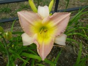 ライラックスノー001