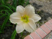 ララバイベイビー001