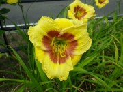 リトルビックマン001