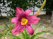 ロシアンラプソディー001