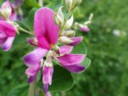 「ハギの花」の画像