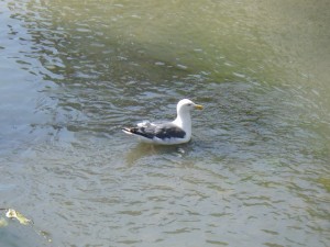 セグロカモメ？