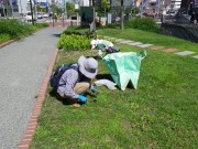 「8月の植物ボランティア」の画像