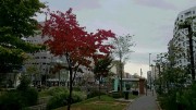 「紅葉が進んでいます」の画像