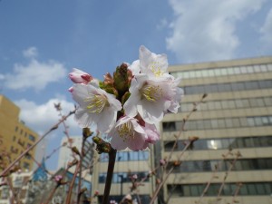 「チシマザクラとキタコブシ」の画像