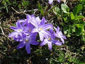 「チオノドクサが咲いています」の画像