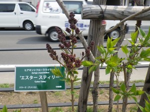 エスタースティリー0427-01