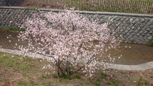 「チシマザクラとライラック」の画像