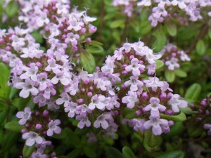 「タイムロンギカウリス」の画像