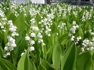 「スズランも楽しめます」の画像