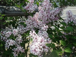 「遅咲きのライラックも開花しています」の画像