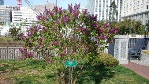 「ライラックも開花しました」の画像