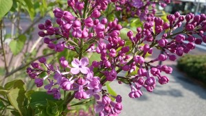 アセシッピー0503-03