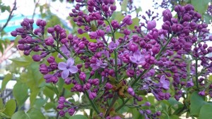 アセシッピー0503-04