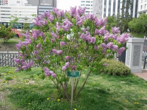 「ライラックが次々と開花しています」の画像