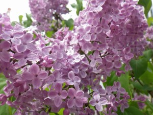 アセシッピー0508- (3)