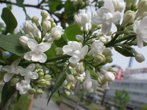 イーディスガヴェル0508-01