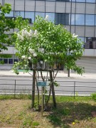 イーディスガヴェル0518- (1)