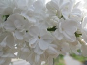 イーディスガヴェル0518- (2)