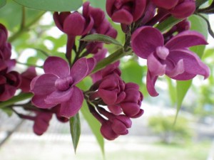 シャルルジョリー0508-01