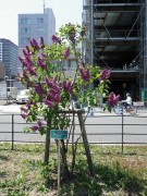 シャルルジョリー0518-09