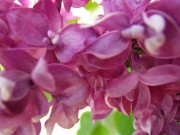 シャルルジョリー0518- (4)