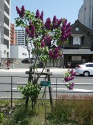 シュペート0518-01