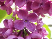 シュペート0518- (1)