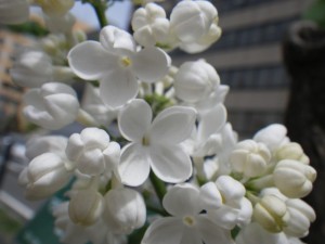 ステップマン0508-03