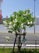 ステップマン0518-04