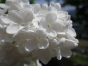 ステップマン0518- (4)