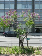 センセーション0518- (1)