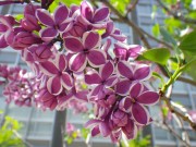 センセーション0518- (2)