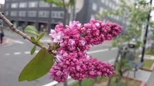 フランクフルターフリューリンク0508-01