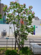 フランクフルターフリューリンク0518- (1)