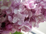 フランクフルターフリューリンク0518- (3)