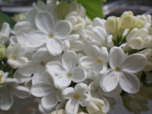 フローラ19530508-04