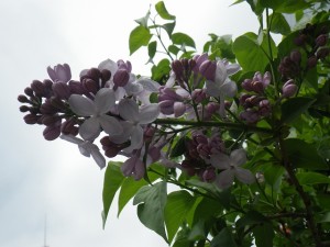 ブランシュスィート0508-01