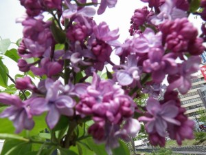 プレジダングレビー0508-01