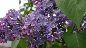 プレジデントリンカーン0508- (2)