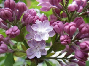 ベルヂューナンシー0508-01