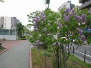 「ライラック情報」の画像