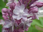 ベルドゥーナンシー0516- (4)