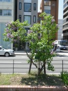 ベルドゥーナンシー0518- (1)