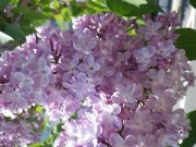 ベルドゥーナンシー0518- (3)