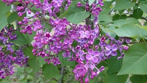 ポカホンタス0508- (1)